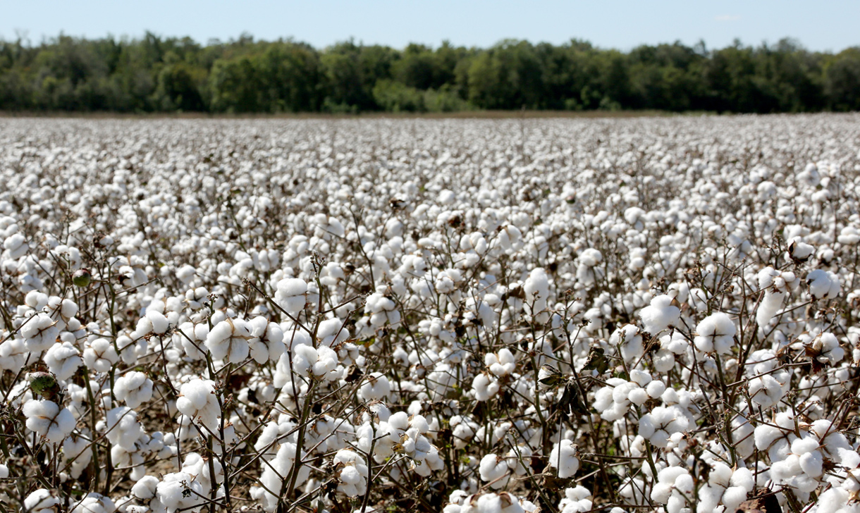 Drying cotton